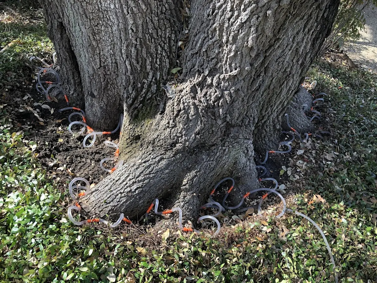 Detailed Tree Cabling and Bracing job site in Willow Street
